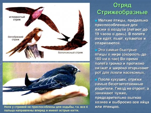 Стрижи