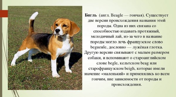 Бигль