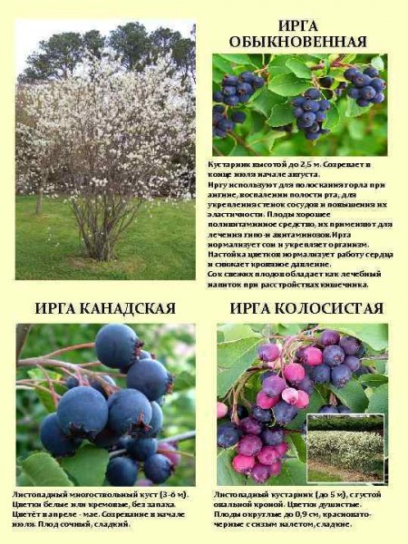 Ирга. Разновидности