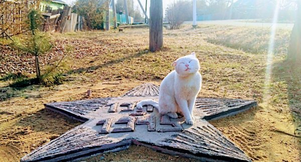 Пушок поздравляет всех с Днём Победы