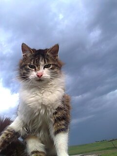 Котяра