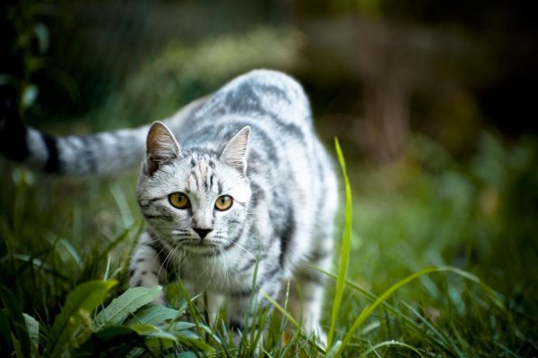 Cat-grass-walk-striped