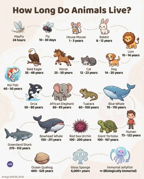 Жизнь животных