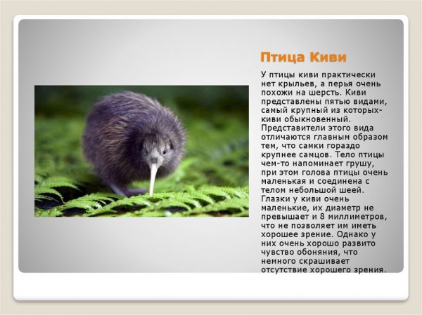 Птица киви