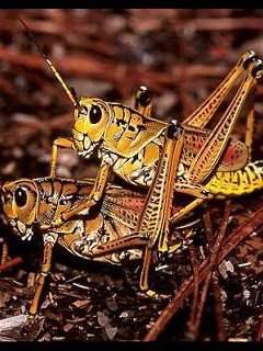 Insects 065