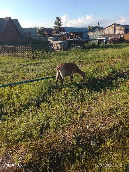 Козочка