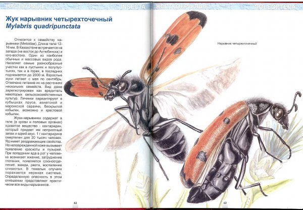 Жук нарывник четырехточечный