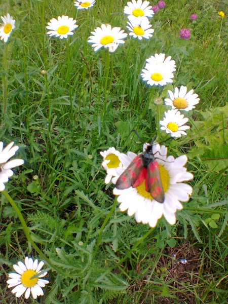 В гости к ромашке