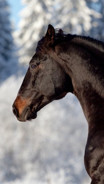 ZamanilkaRUS Wallpaper (5)