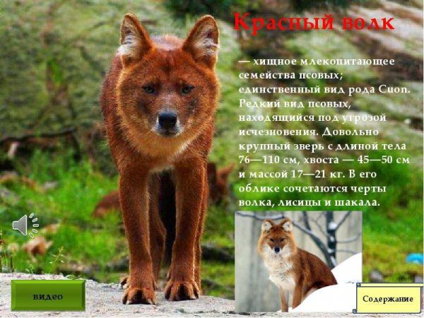 Красный волк