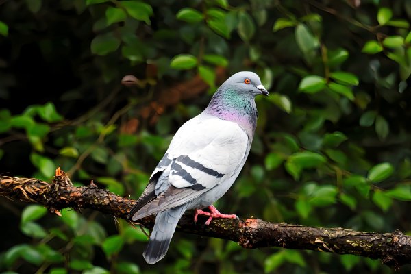 Дикий Голубь