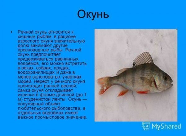 Окунь