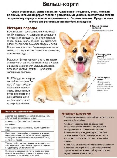 Вельш - корги