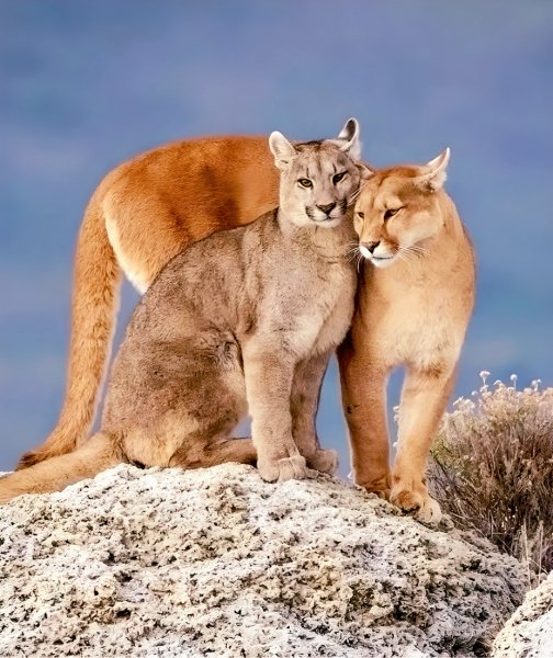 Горные Львы (Пумы)