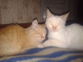 Рыжик и Белка