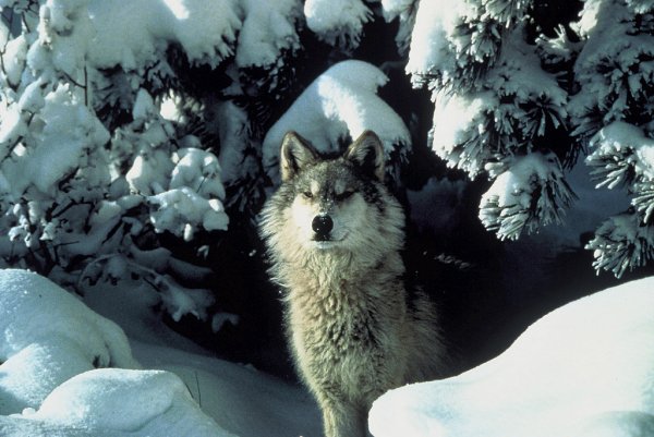 Northern Rocky Mountains wolf