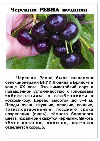 Черешня Ревна поздняя