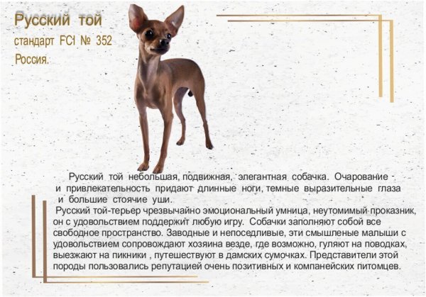 Русский той