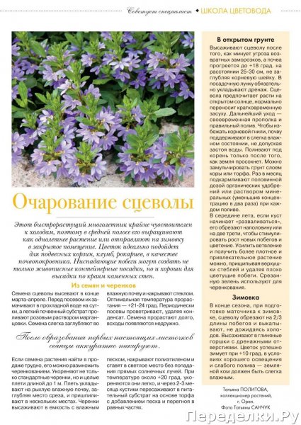 Очарование сцеволы