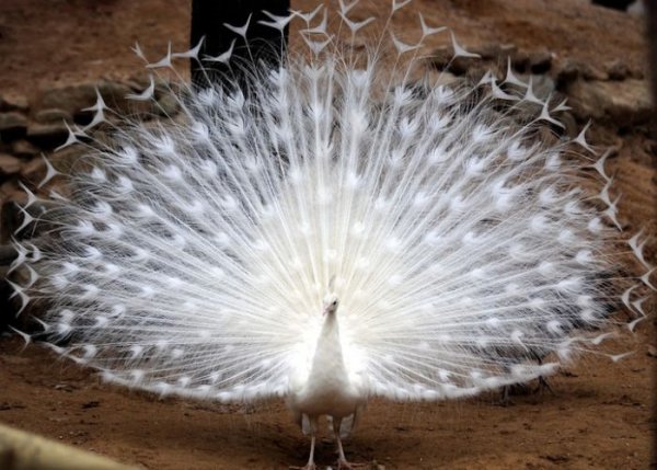 zoo animals captured at the right moment