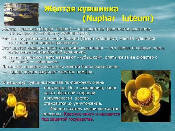 Жёлтая кувшинка