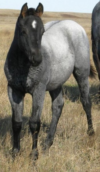 Малыш horses baby!