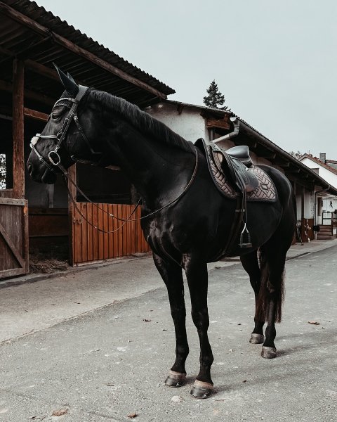 MEDIA # OF HORSE