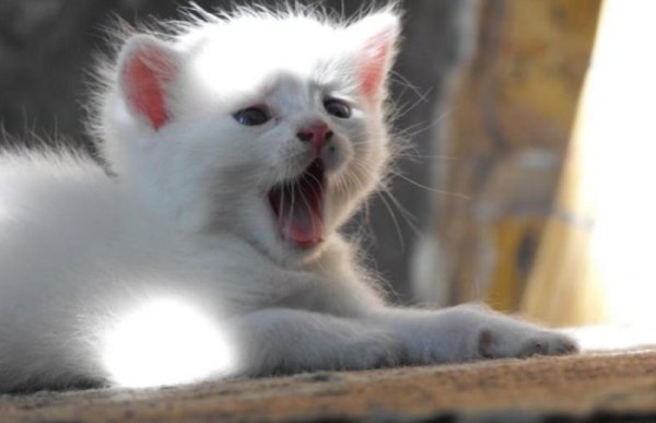 cats cats 63