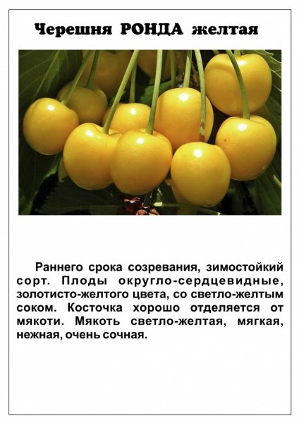 Черешня Ронда жёлтая