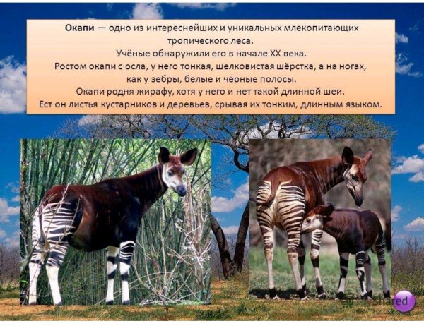 Окапи