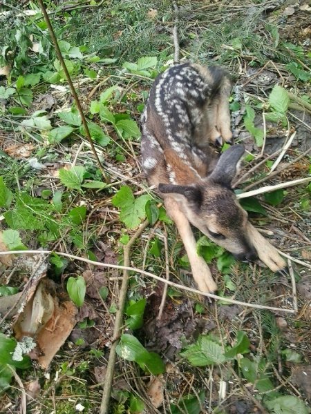 Спасеный козленок