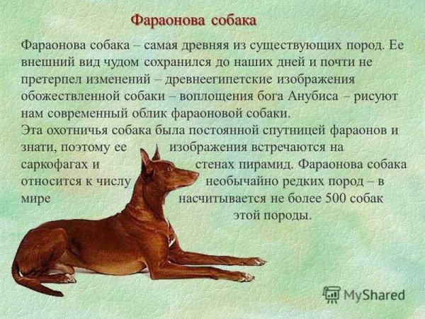 Фараонова собака