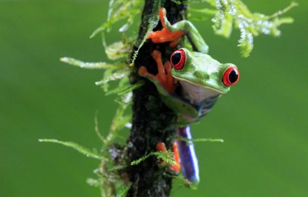 Krasnoglazaya kvaksha