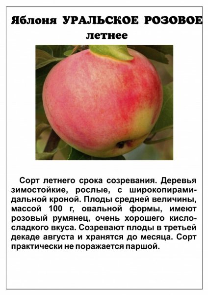 Уральское розовое летнее