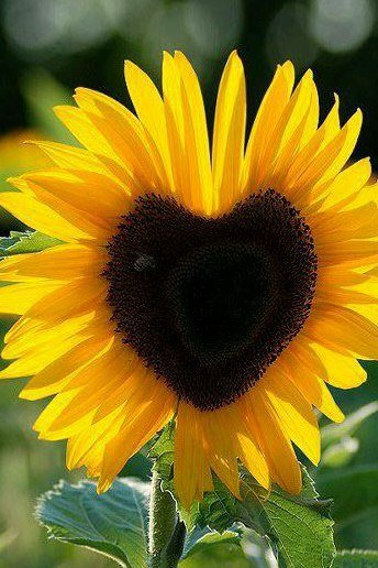 подсолнушек сердечко