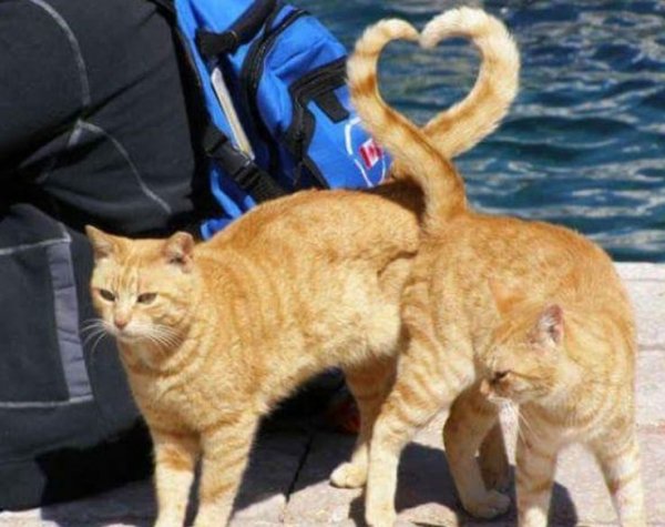 C3aaa4d35fd93fc1ffe5a494c410d539