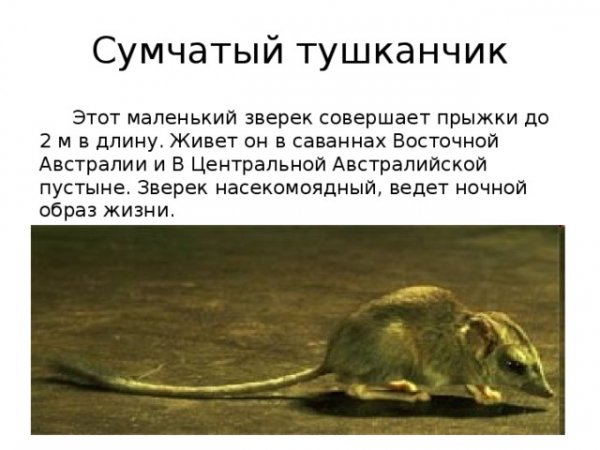 Сумчатый тушканчик