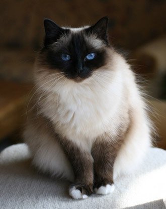 Кот Зюганова Василий