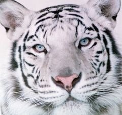 white tiger 01