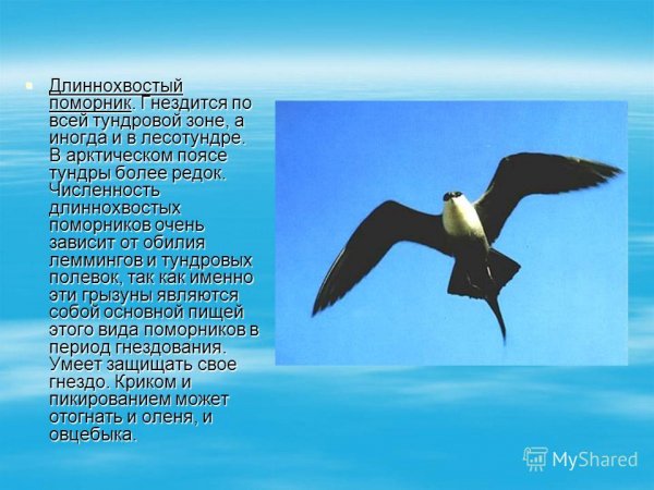 Длиннохвостый поморник