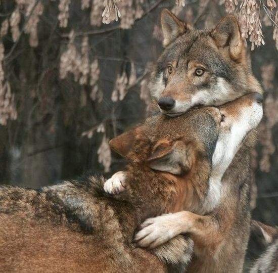 друзья из тамбова