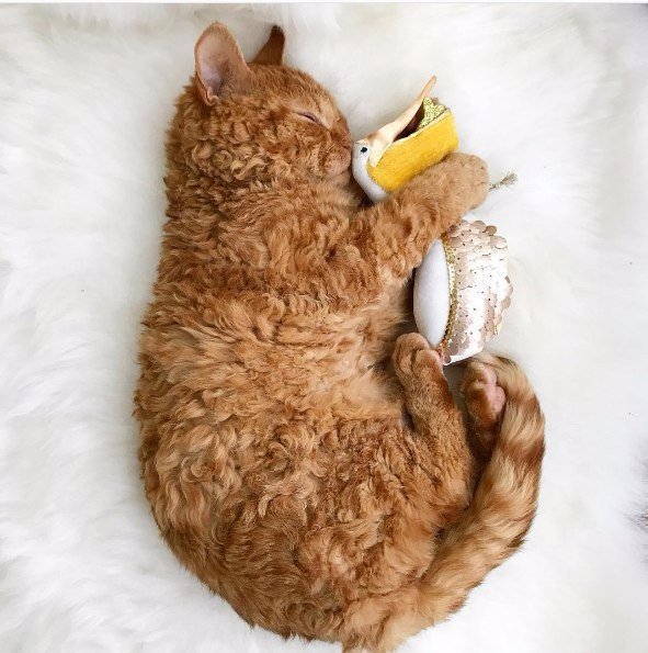 РЫЖЕНЬКИЙ БАРАШЕК