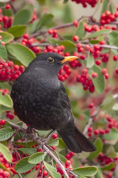 Merle Noir Mâle (Turdus Merula)