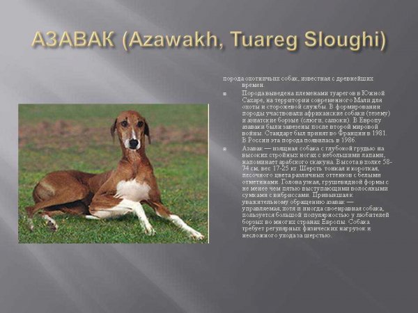 Азавак