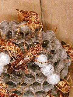 Insects 007