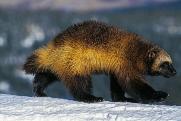 dc26aa126fe645b98b2bb7d6f4421