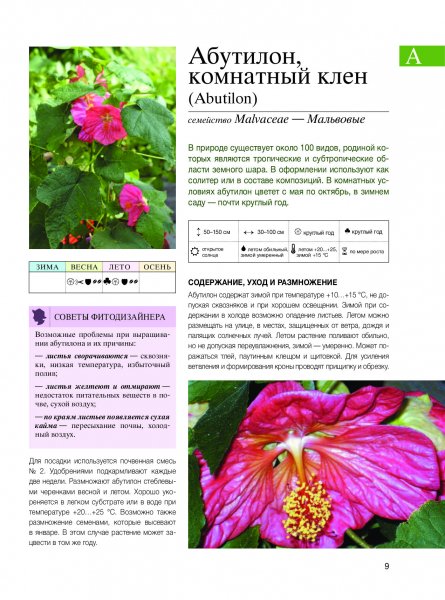 Комнатный клён