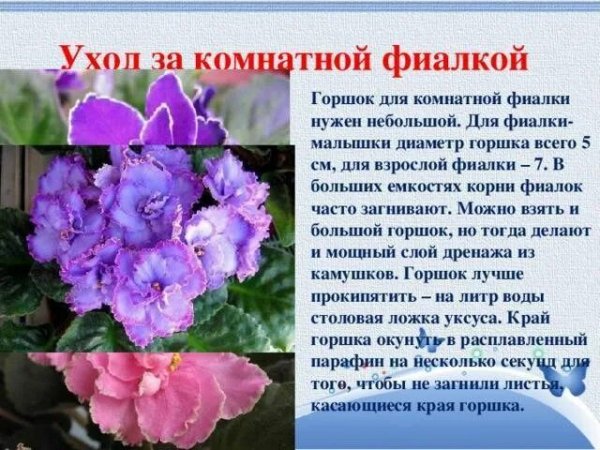 Уход за комнатной фиалкой