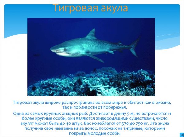 Тигровая акула
