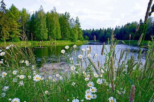 летнее утро